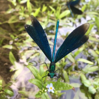 แปลเพลง On the ground ของ ROSE Blackpink