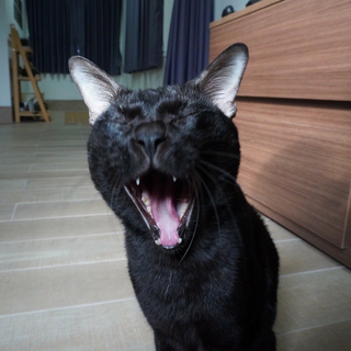 คาเฟ่แมวดำ Nekobiyaka Cat Cafe ที่โอซาก้า มาเล่นกันเถอะ !